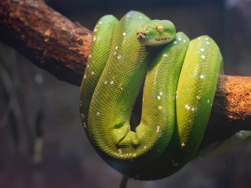 Green tree python coiled tightly around a branch, symbolizing hidden danger and spiritual attack